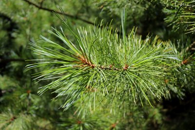 Pinus koraiensis - borovice korejská - jehlice